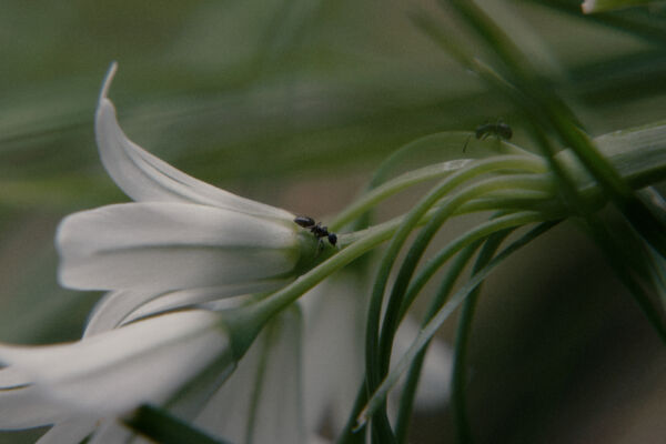 close up of ants walking along a white flower