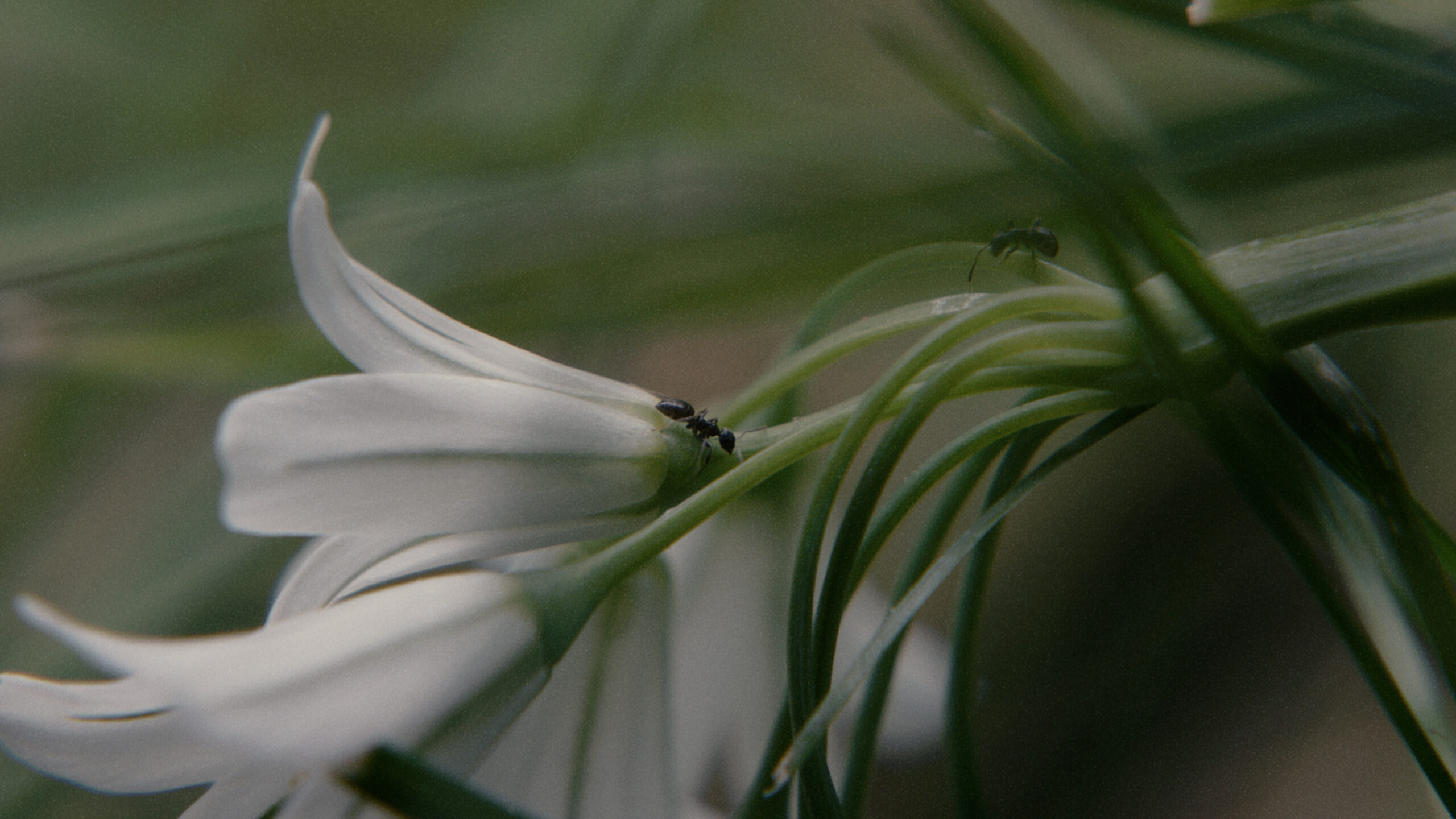 Close-up of a delicate white flower with slender petals and a tiny black ant crawling on it. The background is soft green, creating a serene and natural tone.