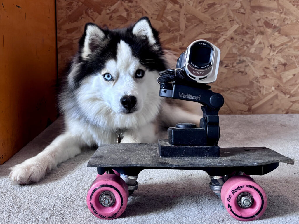 A Siberian husky lies behind a small skateboard with pink wheels and a mounted action camera on a swivel head.