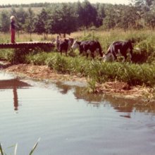 Cows being guided by a river