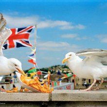 Two seagulls fight over some chips left at the seaside