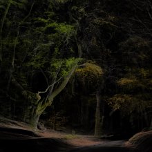 A view of a forest, with a dark sky, the green of the trees is the main colour that pops out